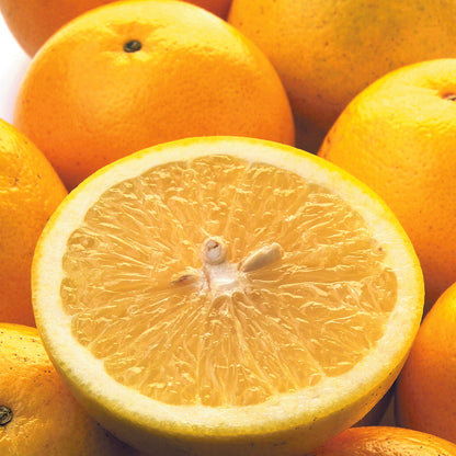 バーデンス アロマ（グレープフルーツ）スキャルプシャンプー＆トリートメント ミニセット