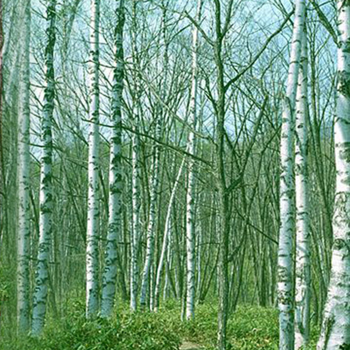 バーデンス アロマ（フレッシュエアー）スキャルプシャンプー＆トリートメント ミニセット